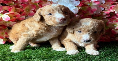 Cockapoo dogs - Advert 5