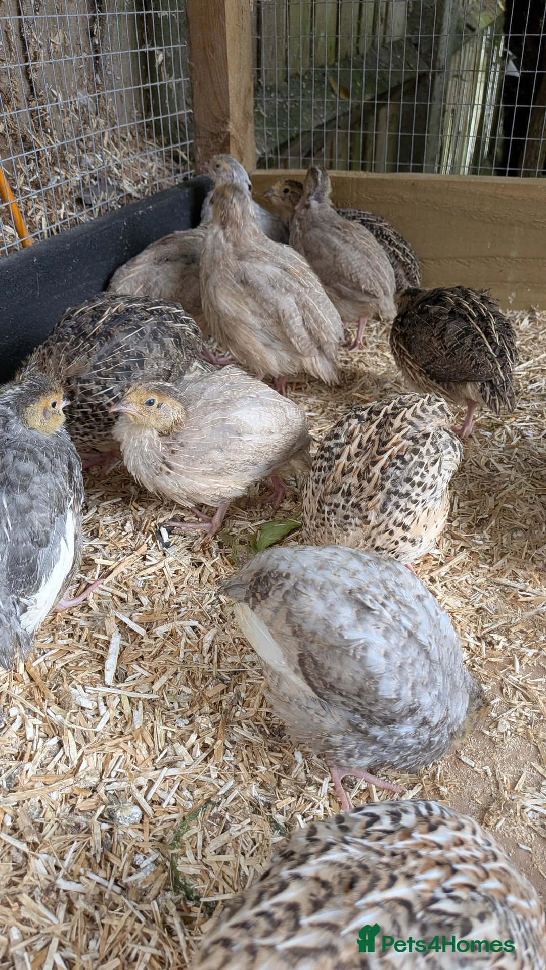 Quail poultry for sale: Coturnix Quail Unsexed Young Birds Many  Colours in Camberley - Advert 1