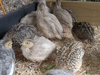 Quail poultry for sale: Coturnix Quail Unsexed Young Birds Many Colours - Advert 1