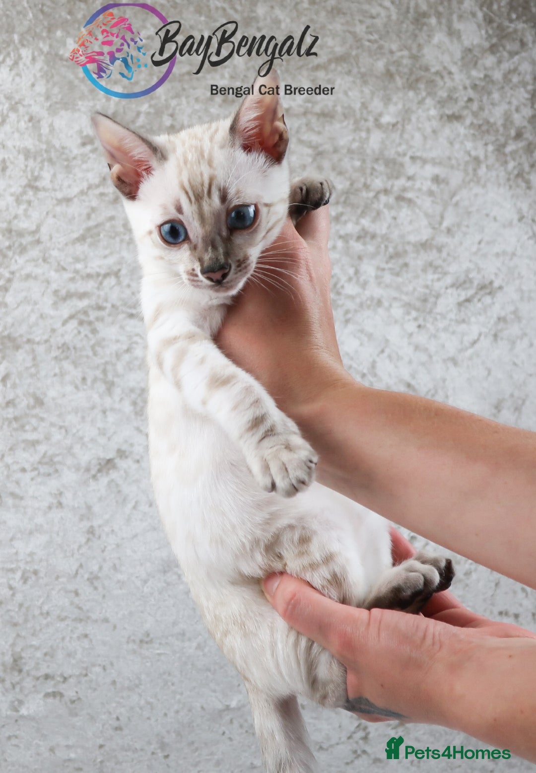 Bengal cats for sale: Champion line Superb Bengal Kittens  - Image 5