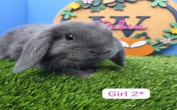 Mini Lop rabbits for sale: Mini Lop Baby Rabbits Buck Doe Girls Boys  - Image 4