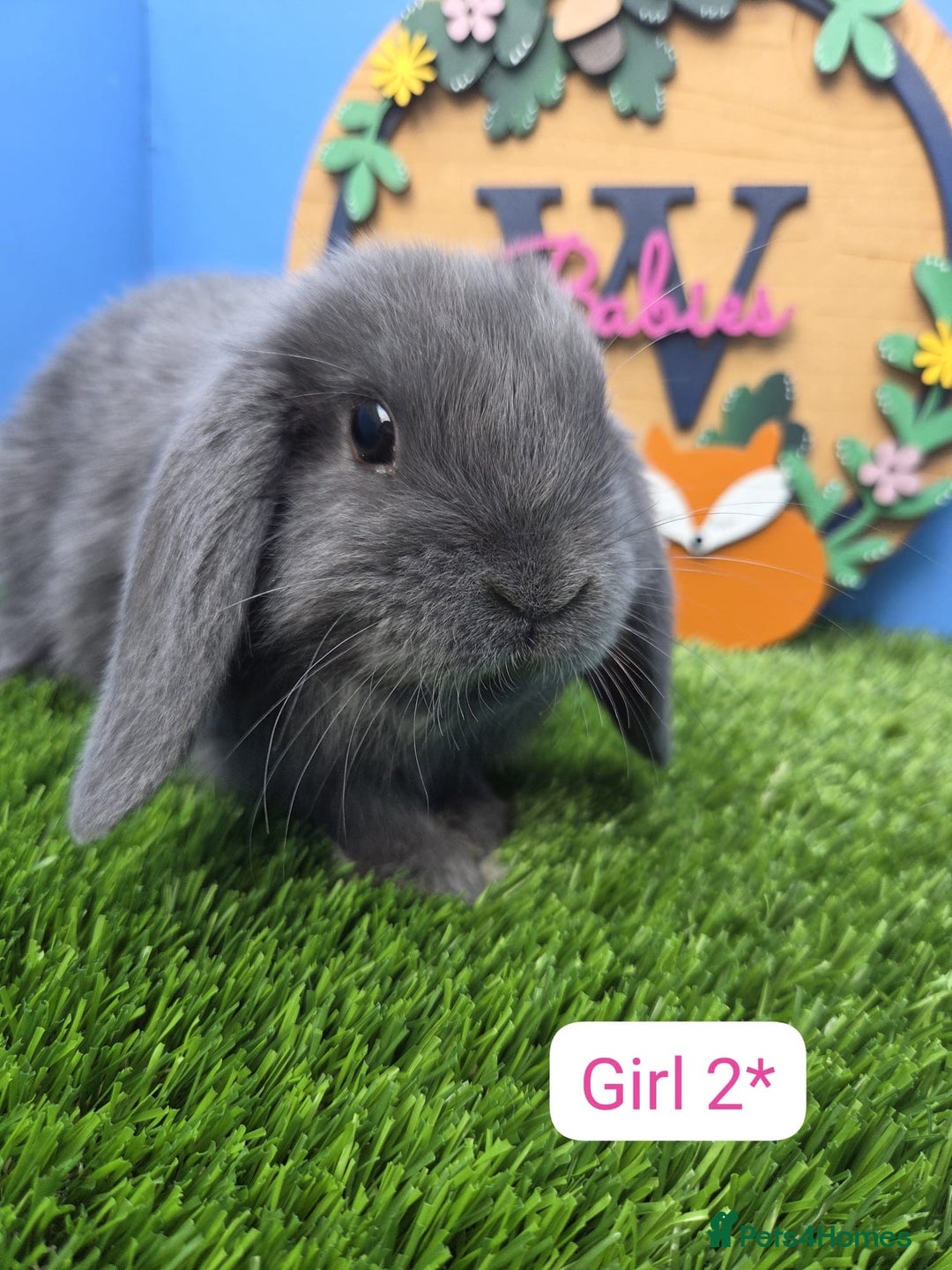 Mini Lop rabbits for sale: Mini Lop Baby Rabbits Buck Doe Girls Boys  - Image 4