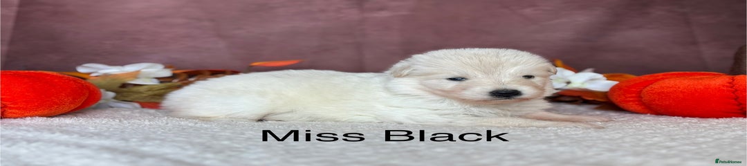 Black Collar Female