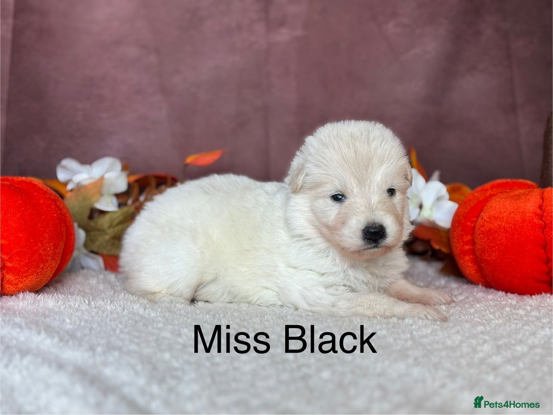 German Shepherd dogs for sale: KC White German Shepherd Puppies!👀🏡 - Image 4