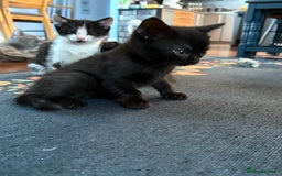 British Shorthair cats for sale: Forever home required  - Image 6