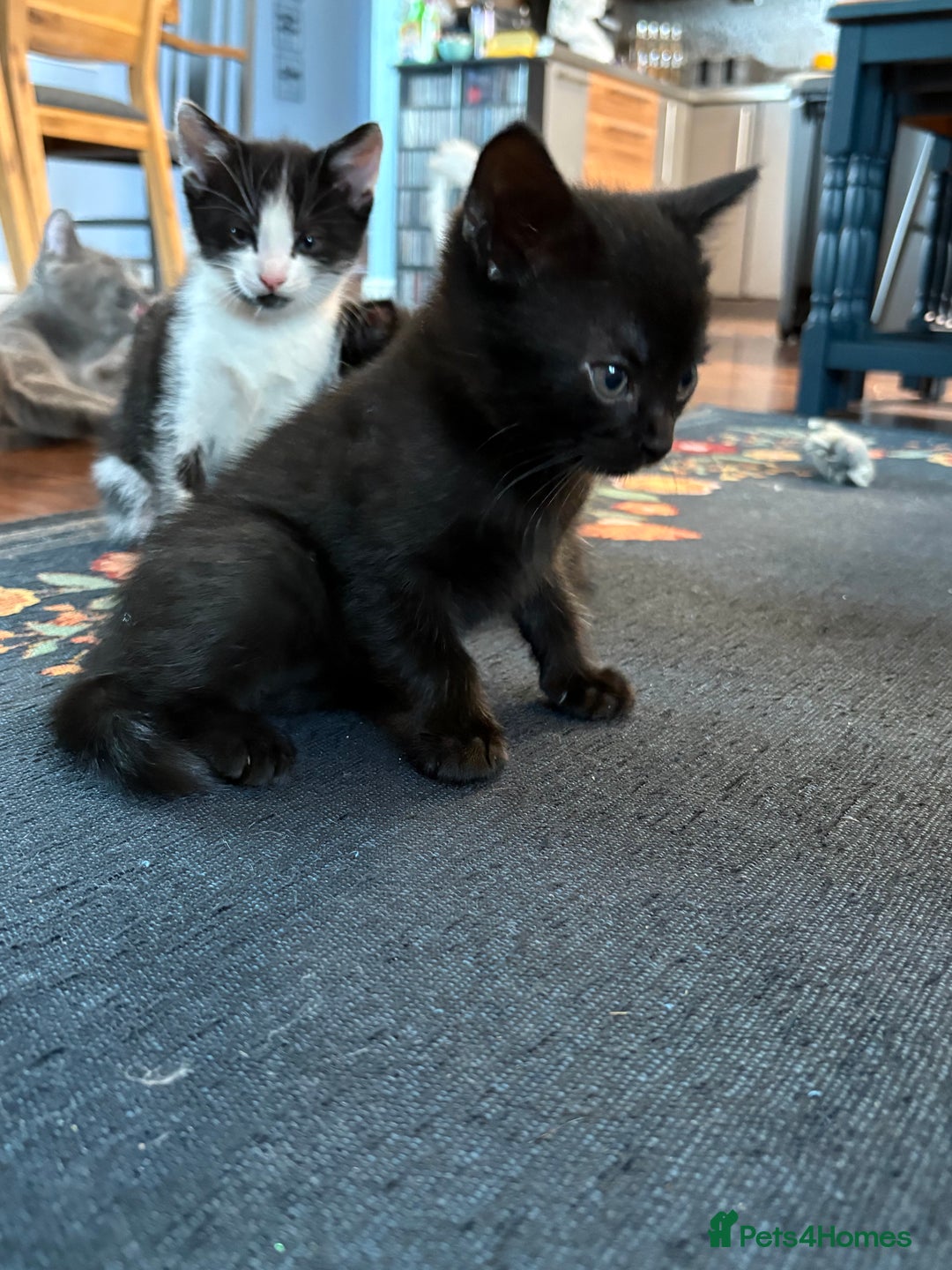 British Shorthair cats for sale: Forever home required  - Image 6