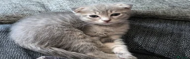 Misty *RESERVED*