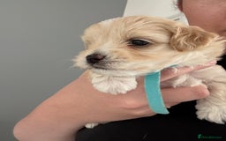 Maltipoo dogs for sale: Beautiful Male Maltipoo F1 Pups - Image 22