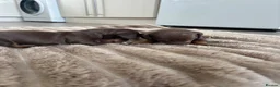 Miniature Dachshund dogs for sale: 2 Miniature Dachshunds for sale  in Hull - Advert 4