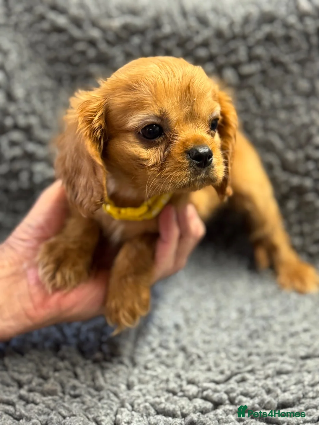 Cavalier King Charles Spaniel dogs for sale: Cavalier King Charles  - Advert 2