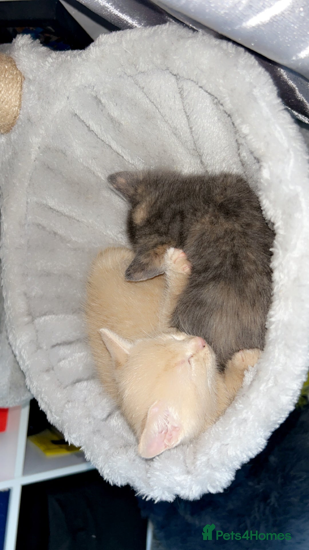 Mixed Breed cats for sale: Ready to leave now - Advert 3