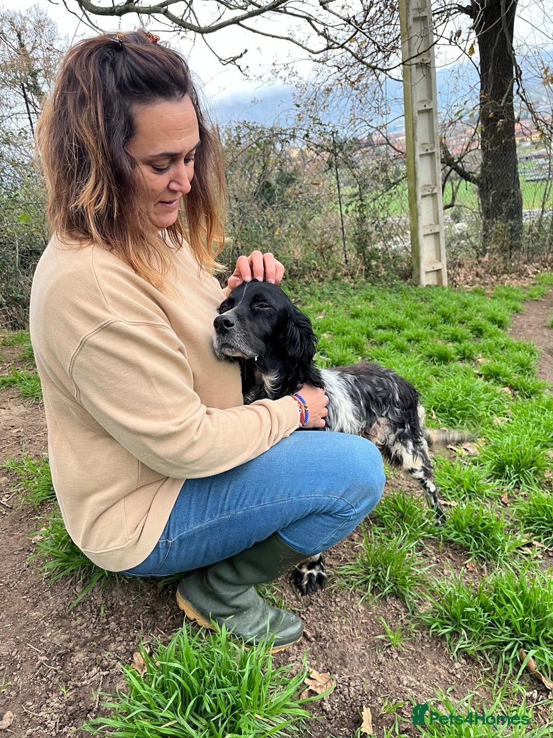 English Setter dogs for adoption: Jara   - Advert 8