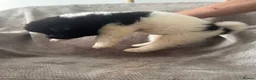 Akita dogs for sale: Beautiful Chunky American Akita Puppies - Advert 32