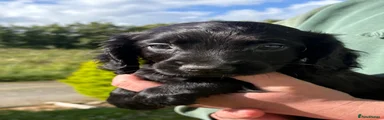 Puppy 3