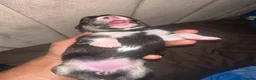 Pomsky dogs for sale: Beautiful Pomsky Puppies–Fluff & Frost pomskies 🐶 - Advert 3