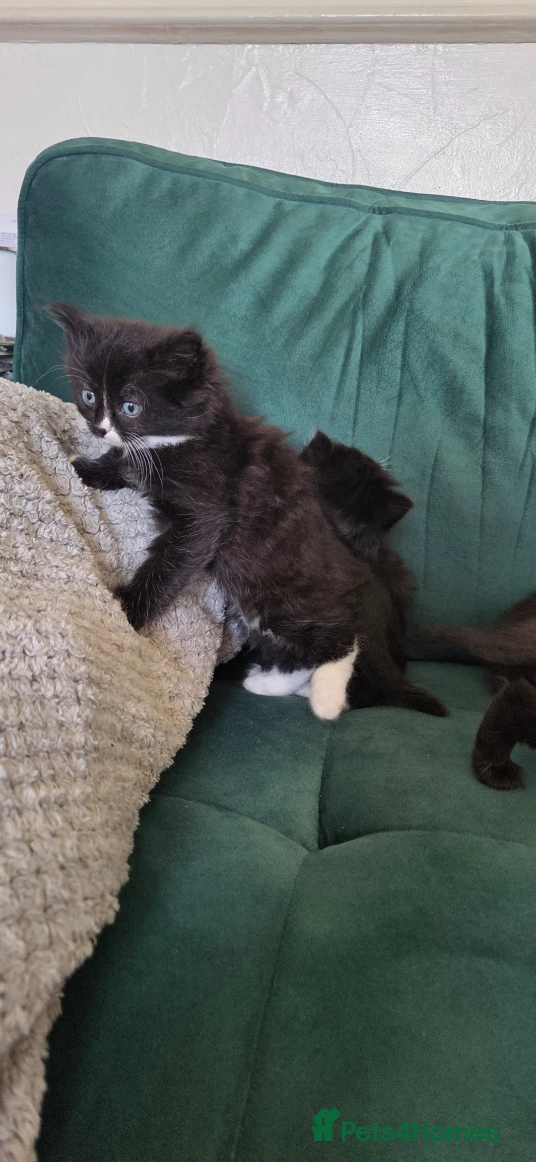 Mixed Breed cats for sale: Kittens for sale  in Normanton - Advert 16