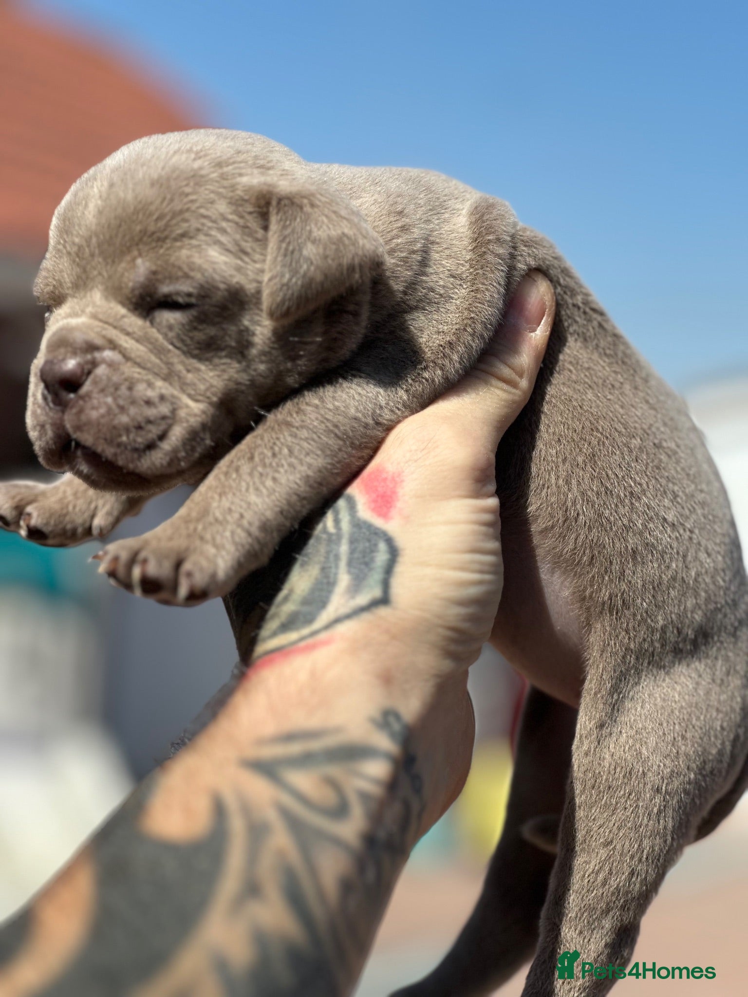Olde English Bulldogge dogs 23 years 5⭐️LICENSED & REGISTERED, UK NO1  - Advert 1