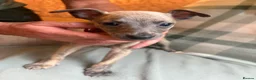 Whippet dogs for sale: Exceptional litter of KC whippets - Advert 13