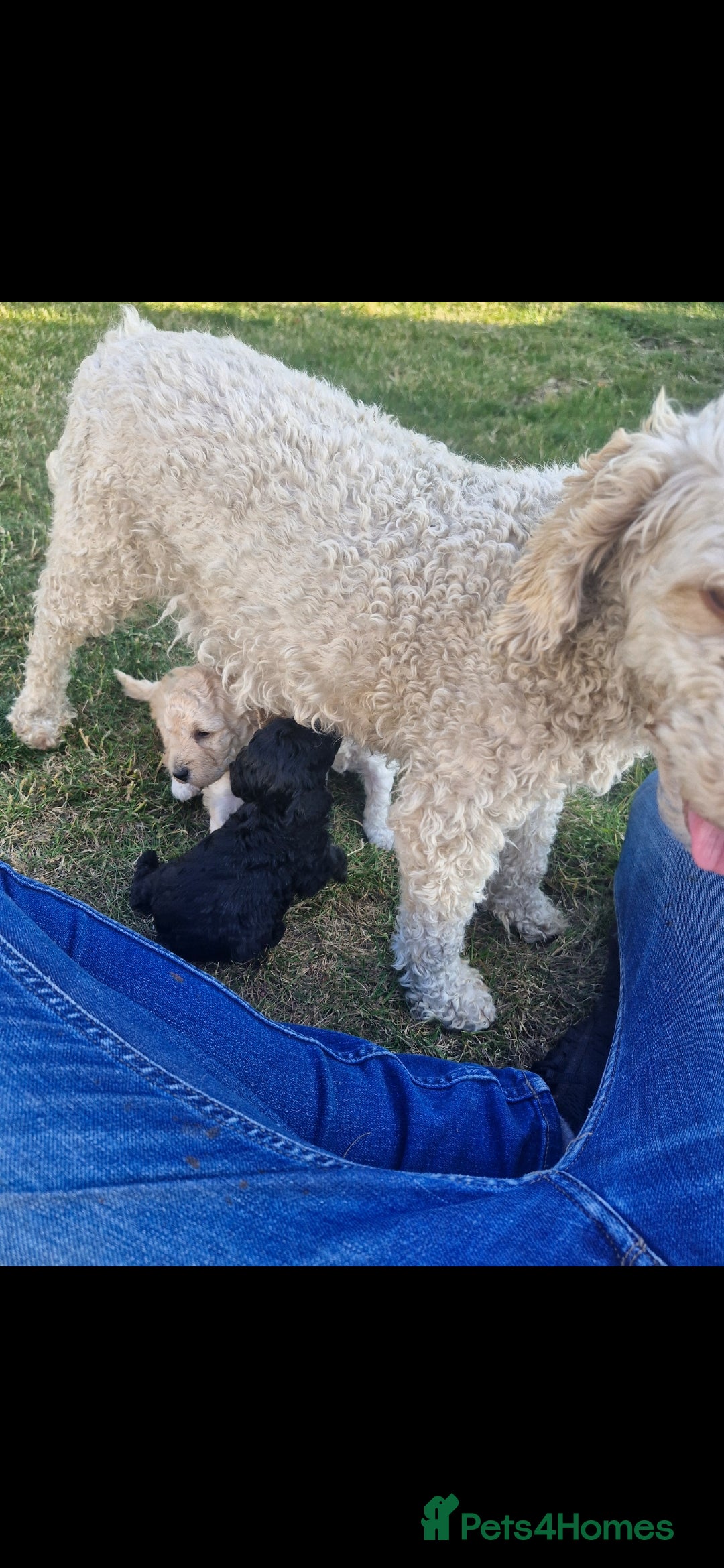 Mixed Breed dogs for sale: Beautiful poodle puppys - Advert 1