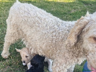 Mixed Breed dogs Beautiful poodle puppys - Advert 1