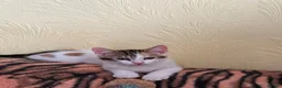 Mixed Breed cats for sale: 4 Beautiful Kittens in Erith - Advert 23