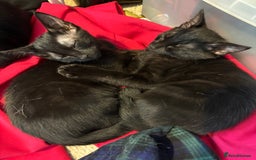 Mixed Breed cats for sale: 2 black sister kittens-bonded pair (£100 together) - Image 8