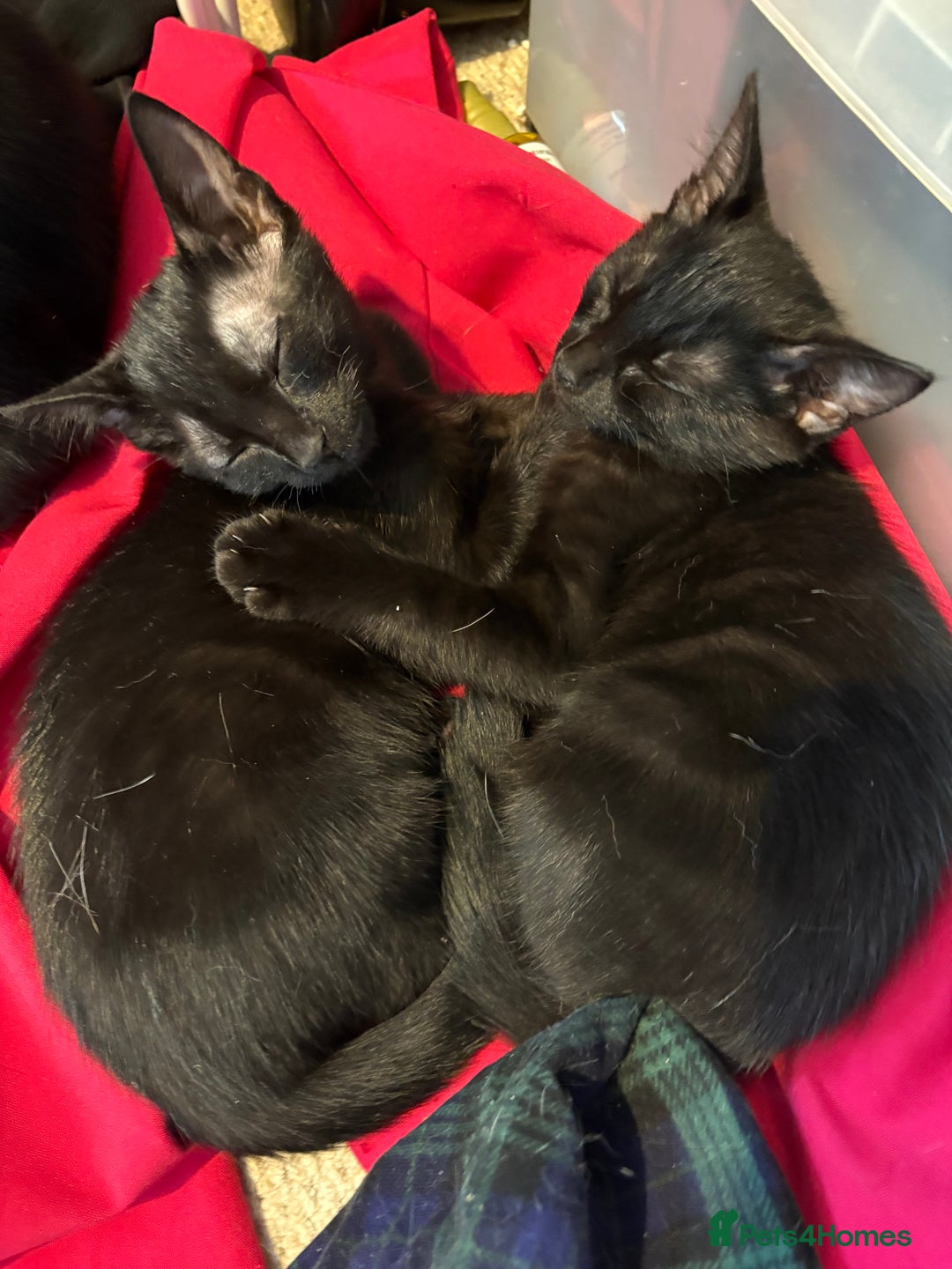 Mixed Breed cats for sale: 2 black sister kittens-bonded pair (£100 together) - Image 8