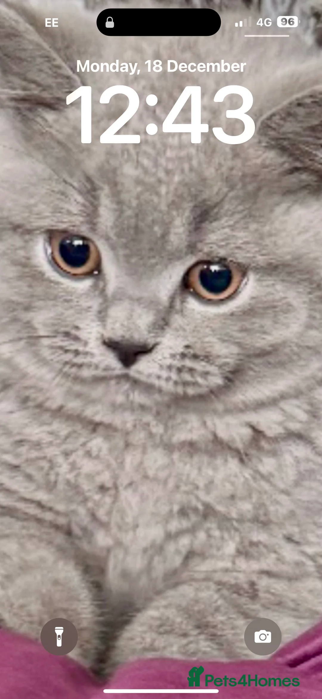 British Shorthair cats for stud: Stud only, Stunning Bsh Cream stud  in Cardiff - Advert 5