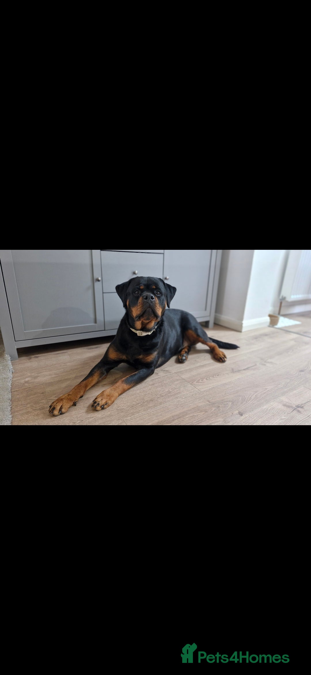 Rottweiler dogs Roxy the loveable Rottie - Advert 18