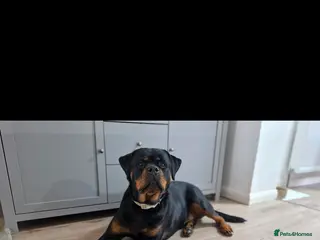 Rottweiler dogs Roxy the loveable Rottie - Advert 18