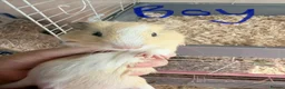 Guinea Pig rodents for sale: 16 baby guinea pigs - Advert 34
