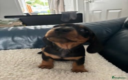 Dachshund dogs for sale: Miniture dachshund  - Image 5