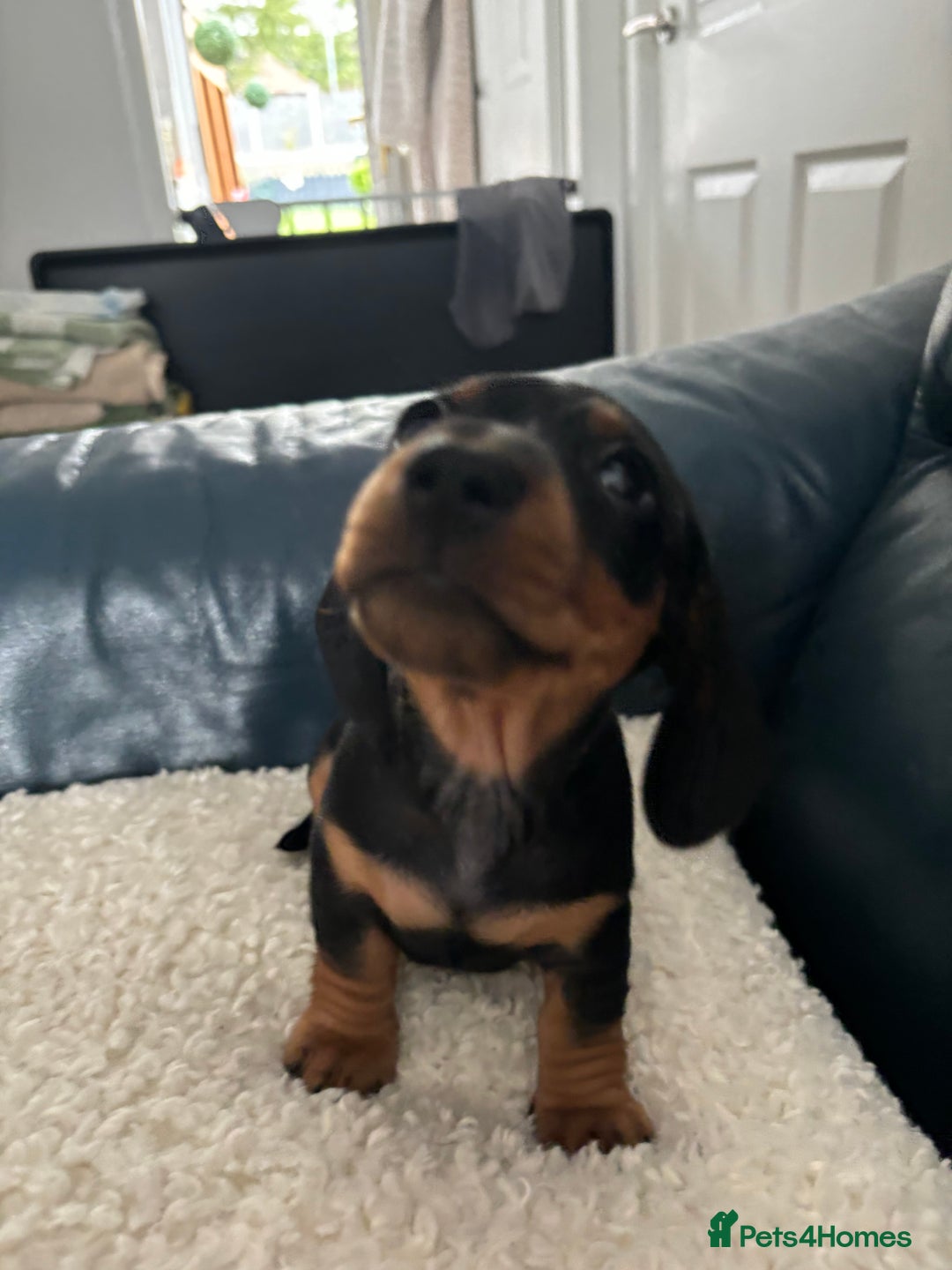 Dachshund dogs for sale: Miniture dachshund  - Image 5