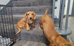 Miniature Dachshund dogs for sale: Miniture dachshund puppys  in Turriff - Image 2