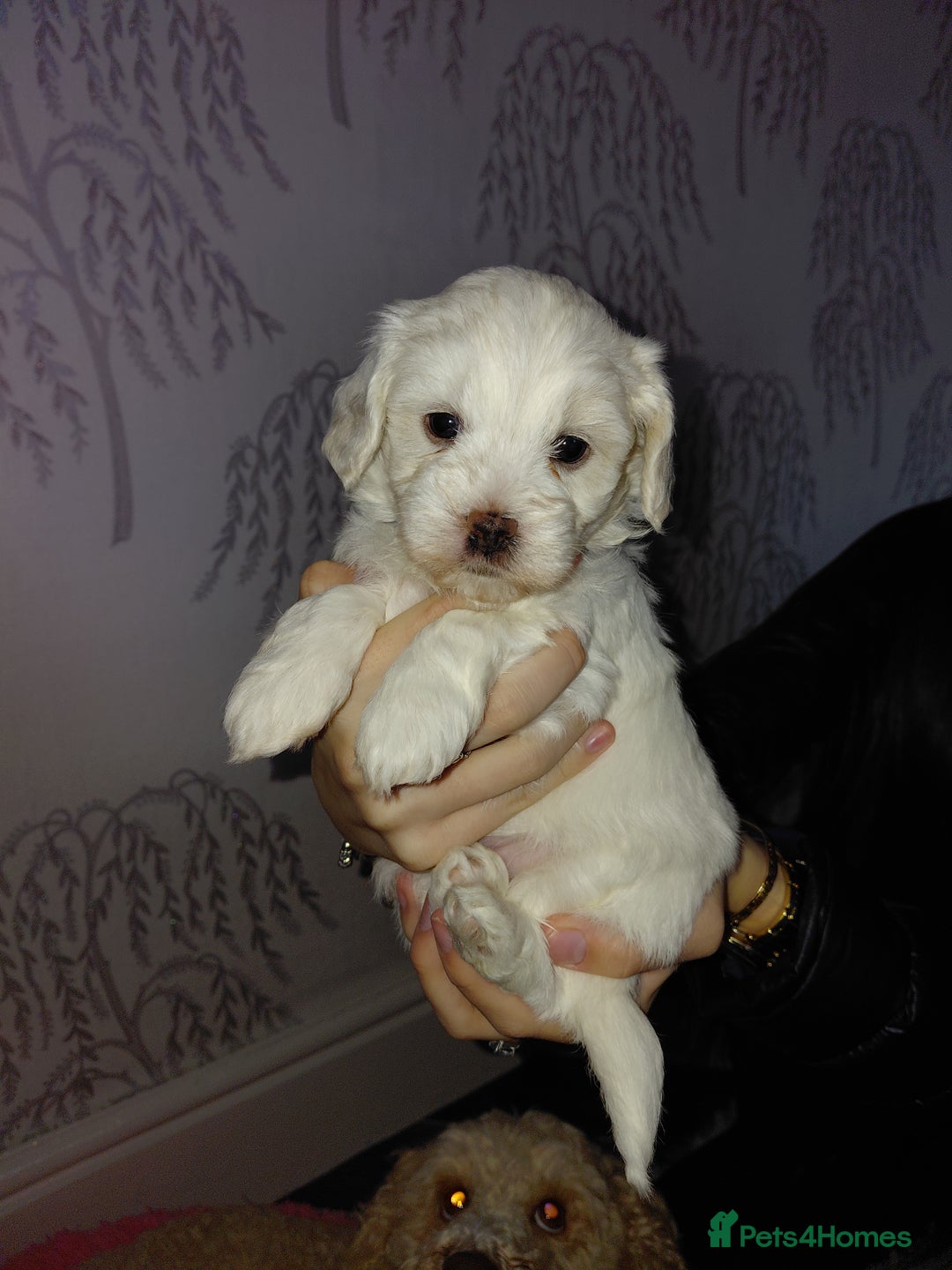 Maltipoo dogs for sale: F1 tiny adorable maltipoo  - Advert 29