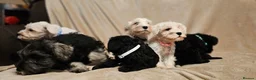 Miniature Schnauzer dogs for sale: stunning miniature schnauzer for sale - Advert 14
