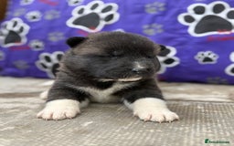 Akita dogs for sale: Beautiful KC Registered American Akita Puppies - Image 13