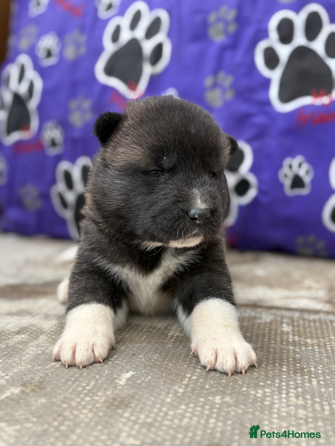 Akita dogs for sale: Beautiful KC Registered American Akita Puppies - Image 13