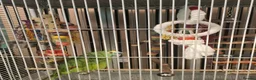 Parrots birds for sale: Blue fronted amazon parrot in Inverkeithing - Advert 3