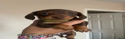 Miniature Dachshund dogs for sale: Beautiful Min Dachshund pups ⭐️READY NOW!⭐️ - Advert 16