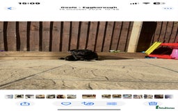 Pug dogs for stud: Pug for stud  - Image 4