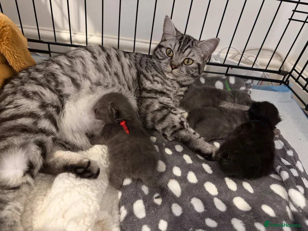 Maine Coon cats for sale: mainecoon x in Castleford - Advert 1