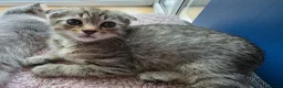 Scottish Fold cats for sale: *ONE LEFT, READY NOW* Pretty Scottish Fold girl  - Advert 5