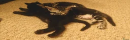 Mixed Breed cats for sale: Beautiful half Bengal kittens available - Advert 5