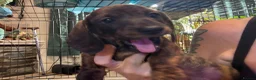 Miniature Dachshund dogs for sale: Ready now litter of brindle miniature Dachshunds - Advert 4