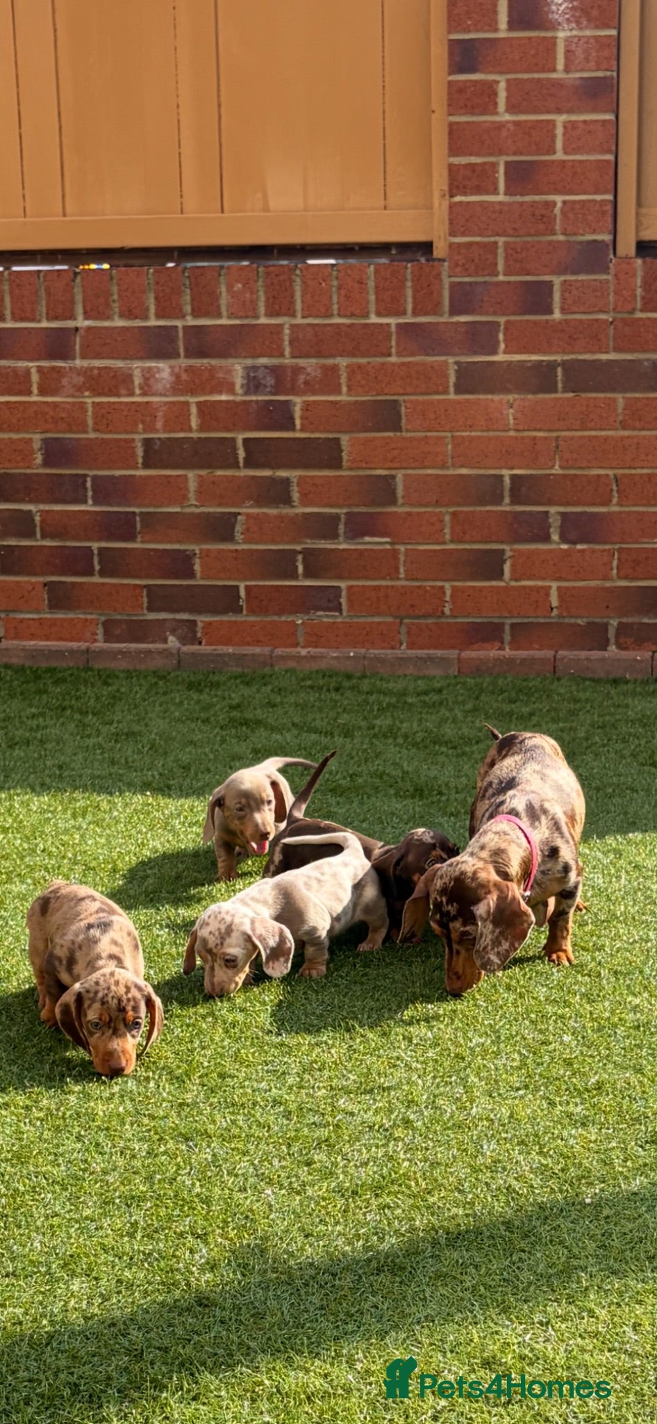 Miniature Dachshund dogs Miniature dachshunds  - Advert 1