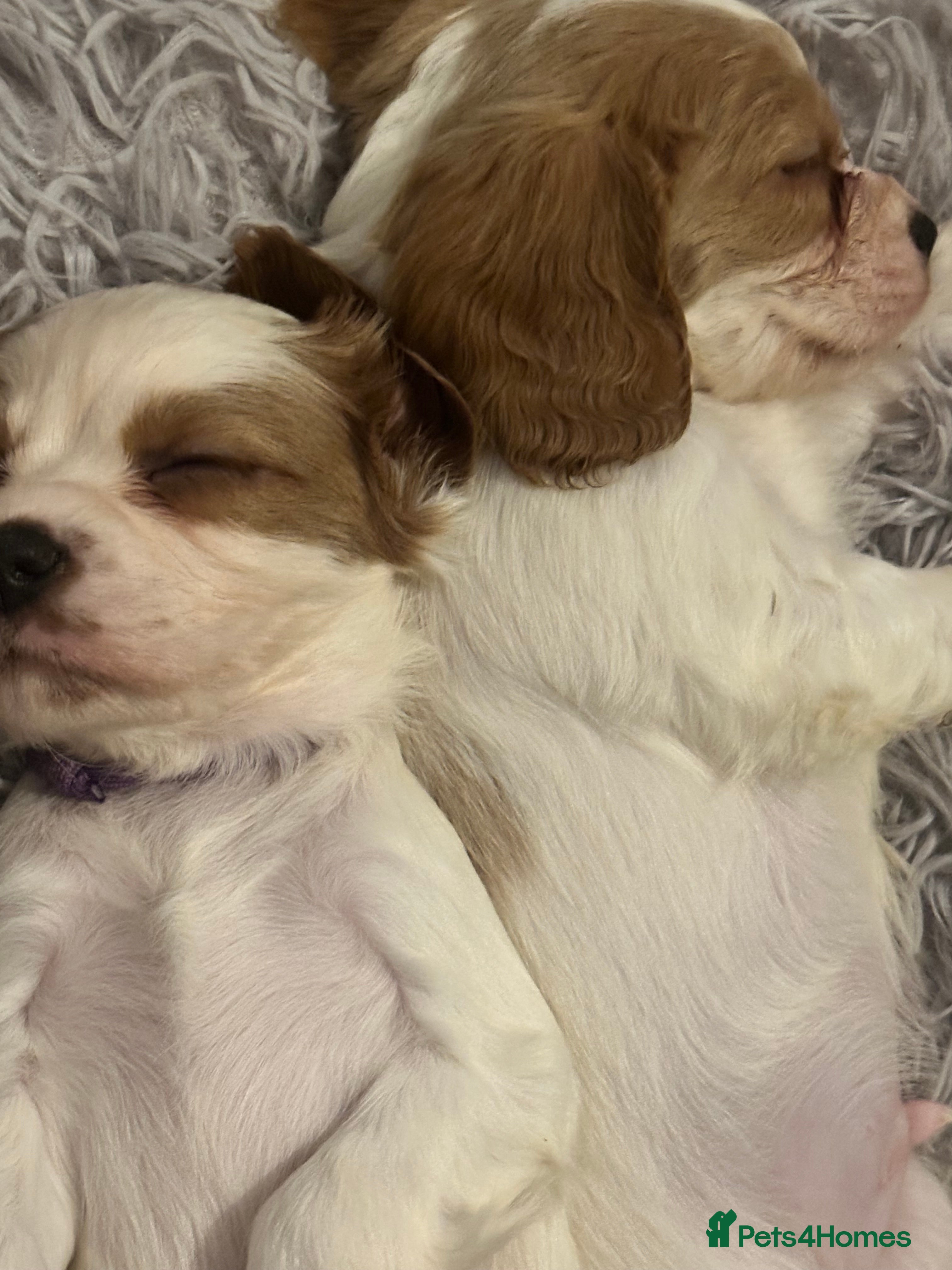 Cockalier dogs Cockalier puppies  - Advert 14