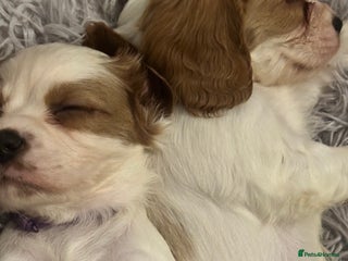 Cockalier dogs Cockalier puppies - Advert 14