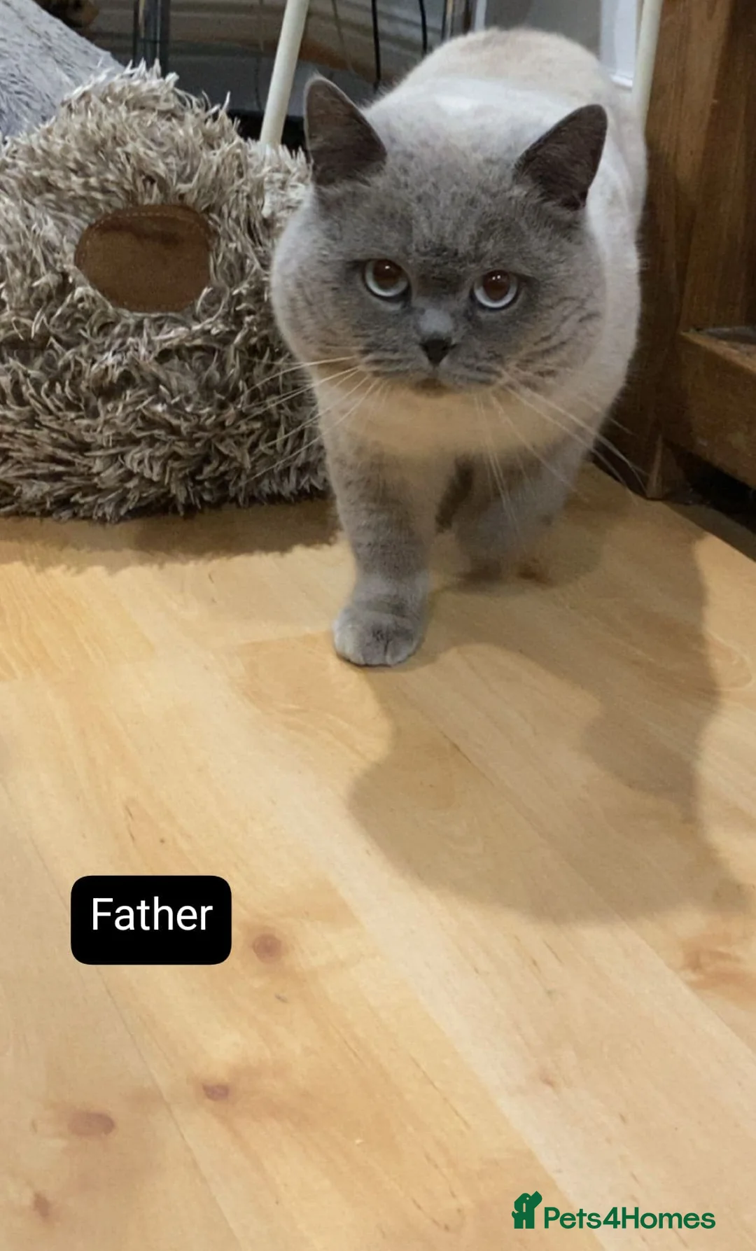 British Shorthair cats for sale: Stunning British Short hair / Colour point kittens - Advert 13