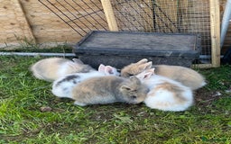 Lionhead rabbits for sale: Lion head  - Image 25